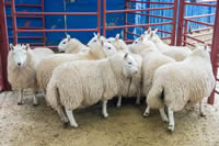 First prize North Country Cheviot and Reserve Champion Sheep